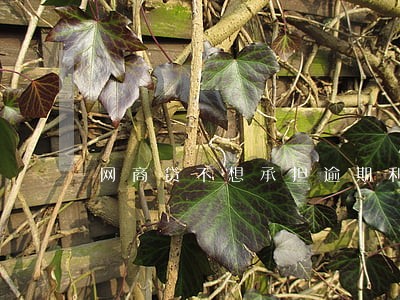 网商贷不想承担逾期利息 网商贷不想承担逾期利息