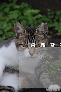 网商贷不逾期会自动降低额度吗