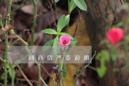 网商贷严重逾期 网商贷严重逾期