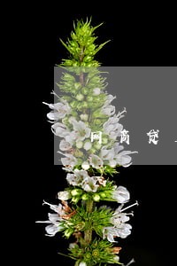 网商贷五万逾期四年 网商贷五万逾期四年
