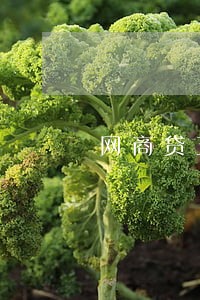 网商贷五万逾期快两年了 网商贷五万逾期快两年了