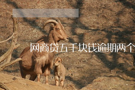 网商贷五千块钱逾期两个月