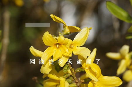 网商贷今天逾期了 网商贷今天逾期了