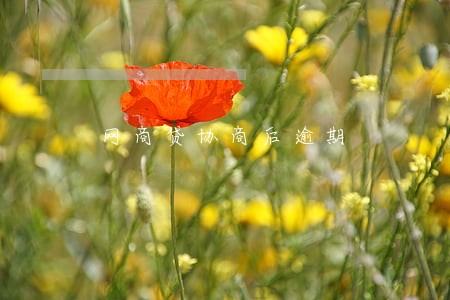 网商贷协商后逾期 网商贷协商后逾期