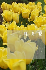 网商贷只处理逾期 网商贷只处理逾期