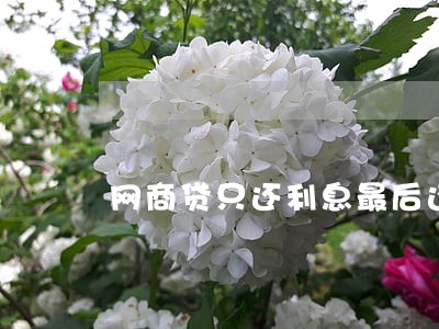 网商贷只还利息最后还本金嘛 网商贷只还利息最后还本金嘛