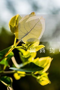 网商贷可以逾期3个月吗