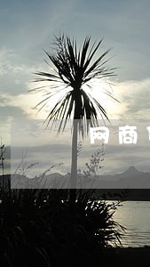 网商贷可以逾期怎么办 网商贷可以逾期怎么办