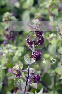 网商贷和招联好期贷逾期