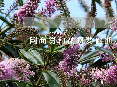 网商贷和花呗要逾期了 网商贷和花呗要逾期了