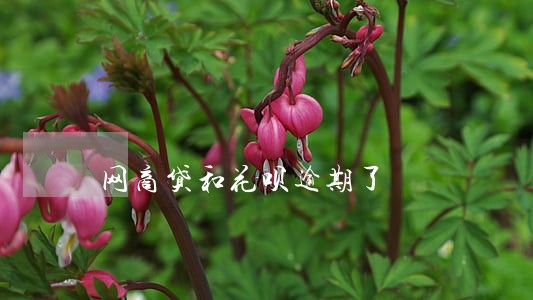 网商贷和花呗逾期了 网商贷和花呗逾期了