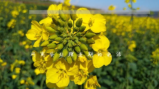 网商贷处理逾期的电话 网商贷处理逾期的电话