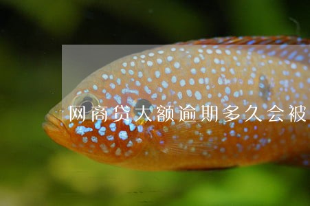 网商贷大额逾期多久会被起诉 网商贷大额逾期多久会被起诉