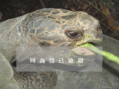 网商贷已逾期 网商贷已逾期