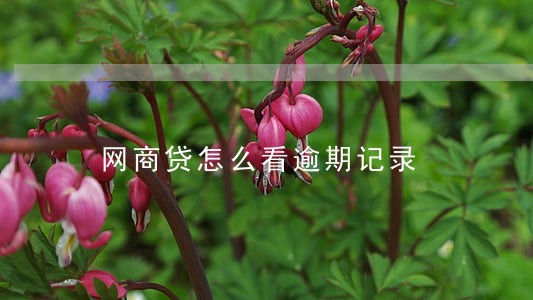 网商贷怎么看逾期记录 网商贷怎么看逾期记录