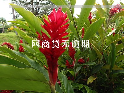 网商贷无逾期 网商贷无逾期