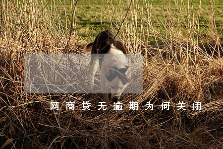 网商贷无逾期为何关闭 网商贷无逾期为何关闭
