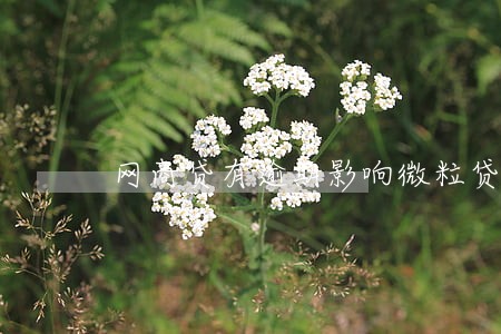 网商贷有逾期影响微粒贷吗 网商贷有逾期影响微粒贷吗