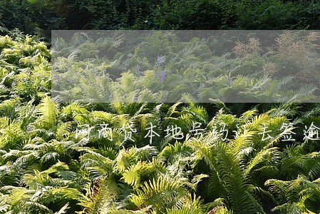 网商贷本地号码让去签逾期证明 网商贷本地号码让去签逾期证明