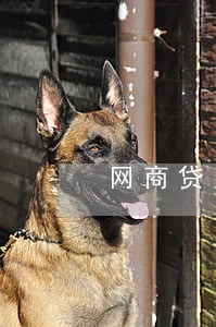 网商贷欠五千逾期两个会怎么样 网商贷欠五千逾期两个会怎么样