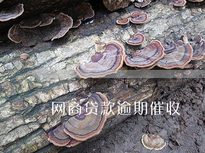 网商贷款逾期催收 网商贷款逾期催收