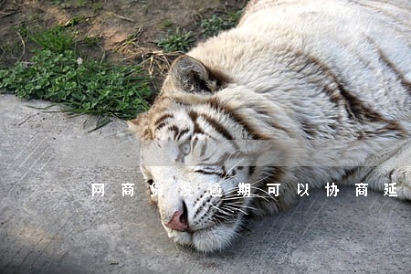 网商贷没逾期可以协商延期还款吗 网商贷没逾期可以协商延期还款吗