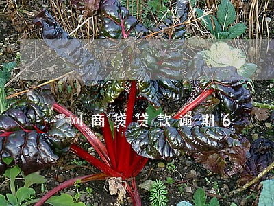 网商贷贷款逾期6 网商贷贷款逾期6