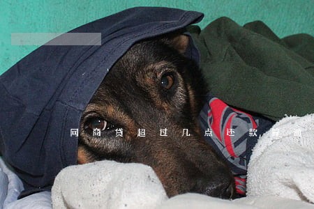 网商贷超过几点还款算逾期 网商贷超过几点还款算逾期