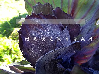 网商贷还没有逾期可以协商吗 网商贷还没有逾期可以协商吗