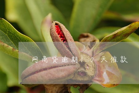 网商贷逾期10天催款 网商贷逾期10天催款