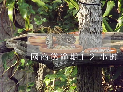 网商贷逾期12小时 网商贷逾期12小时