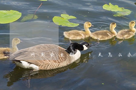 网商贷逾期13天怎么办 网商贷逾期13天怎么办