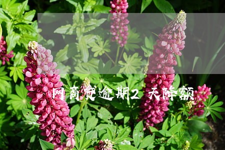网商贷逾期2天降额 网商贷逾期2天降额