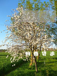 网商贷逾期3000 网商贷逾期3000