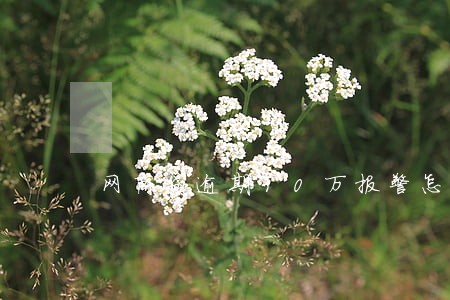 网商贷逾期30万报警怎么办 网商贷逾期30万报警怎么办