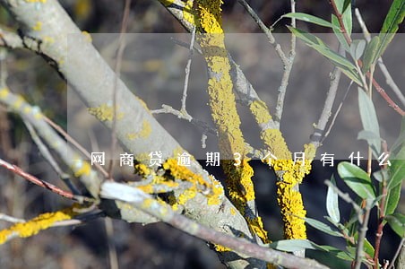 网商贷逾期3个月有什么影响