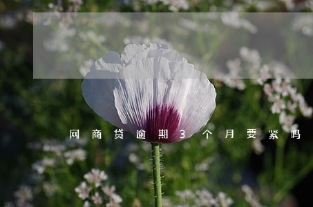 网商贷逾期3个月要紧吗