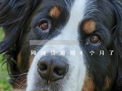 网商贷逾期4个月了 网商贷逾期4个月了