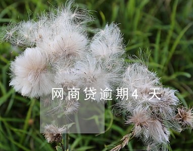 网商贷逾期4天 网商贷逾期4天