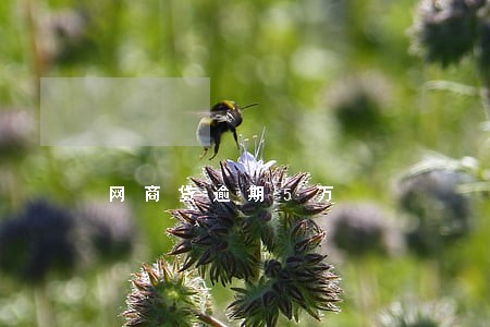 网商贷逾期5万
