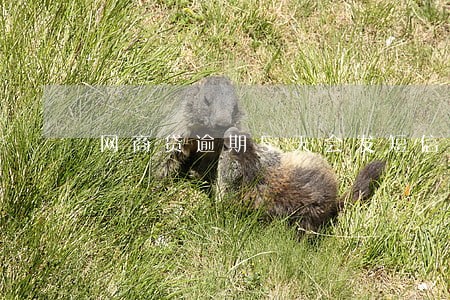 网商贷逾期5天会发短信吗