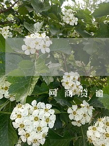 网商贷逾期8小时 网商贷逾期8小时