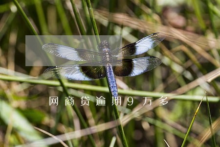 网商贷逾期9万多 网商贷逾期9万多