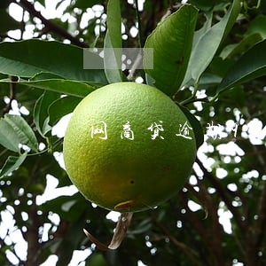 网商贷逾期9个月 网商贷逾期9个月