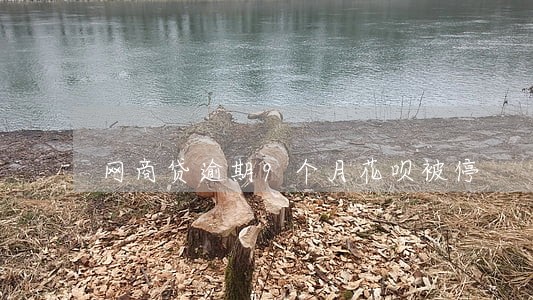 网商贷逾期9个月花呗被停 网商贷逾期9个月花呗被停
