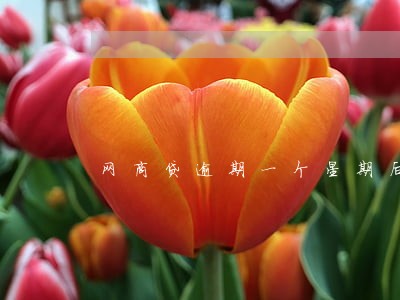 网商贷逾期一个星期后可以借吗 网商贷逾期一个星期后可以借吗