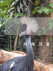 网商贷逾期一个星期没打电话 网商贷逾期一个星期没打电话