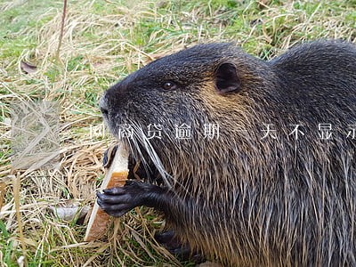 网商贷逾期一天不显示额度了