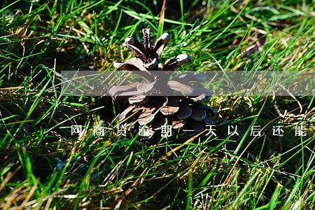 网商贷逾期一天以后还能借钱吗