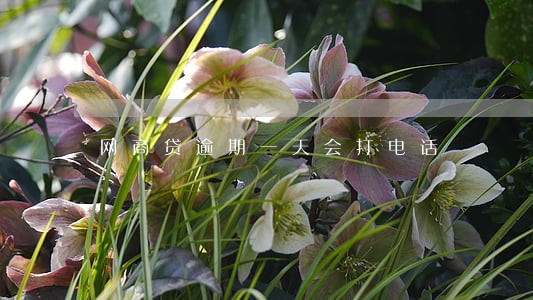 网商贷逾期一天会打电话 网商贷逾期一天会打电话